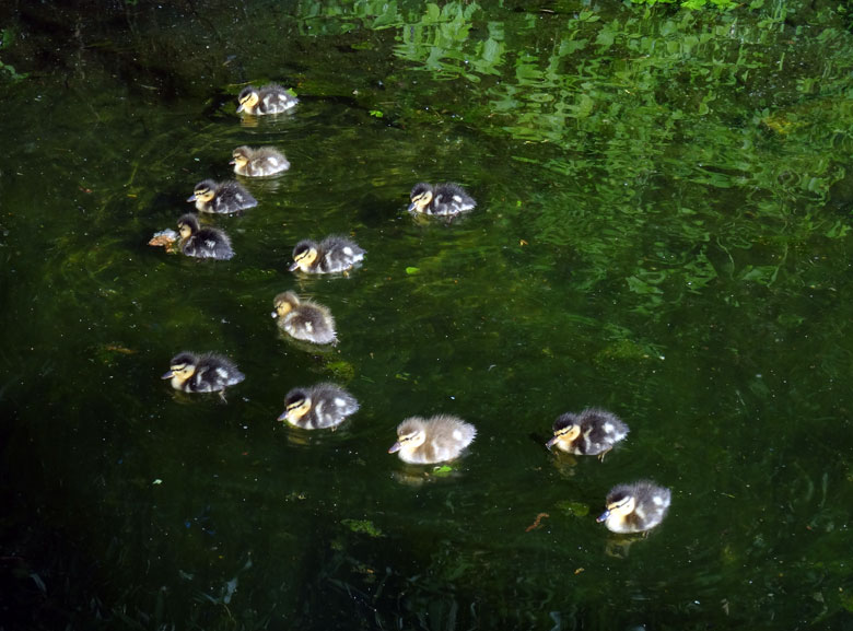 Zwölf Stockenten-Küken am 20. April 2017 im Zoologischen Garten Wuppertal