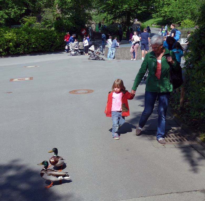 Zwei Stockenten als Spaziergänger am 20. Mai 2017 im Zoologischen Garten der Stadt Wuppertal