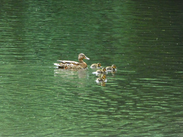 Stockente mit Küken am 11. Mai 2018 auf dem Großen Teich im Grünen Zoo Wuppertal