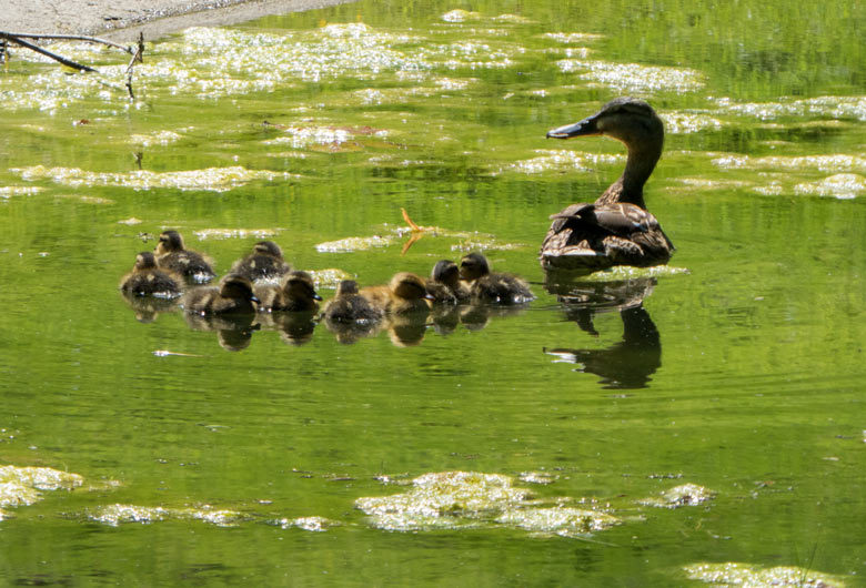 Stockente mit neun Küken am 7. Juli 2018 auf dem Teich der Patagonienanlage im Grünen Zoo Wuppertal