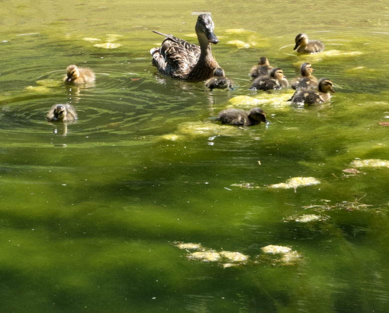 Stockente mit neun Küken am 7. Juli 2018 auf dem Teich der Patagonienanlage im Wuppertaler Zoo
