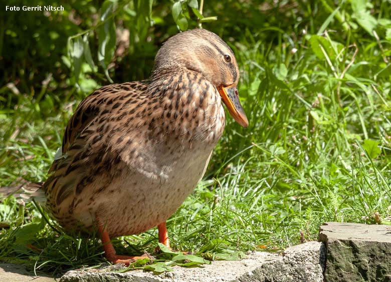 Stockenten-Weibchen am 13. Juli 2018 am Großen Teich im Grünen Zoo Wuppertal (Foto Gerrit Nitsch)