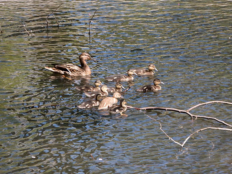Stockente mit neun Küken am 22. April 2019 auf dem Großen Teich im Wuppertaler Zoo