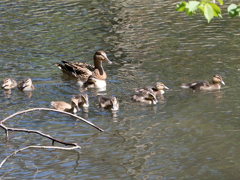 Stockente mit neun Küken am 22. April 2019 auf dem Großen Teich im Zoo Wuppertal