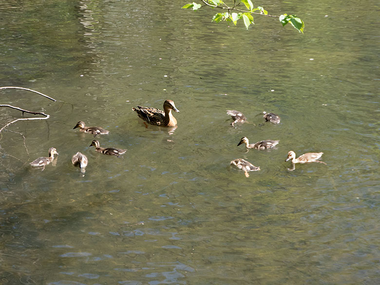 Stockente mit neun Küken am 22. April 2019 auf dem Großen Teich im Grünen Zoo Wuppertal