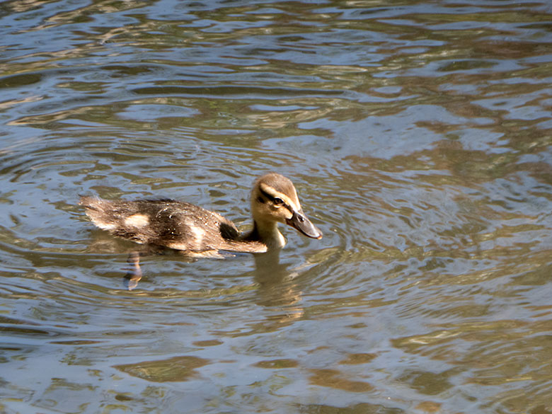 Stockenten-Küken am 22. April 2019 auf dem Großen Teich im Wuppertaler Zoo