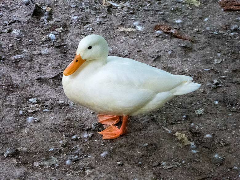 Weißer Stockenten-Hybrid am 6. August 2019 am Teich am Blumenrondell im Wuppertaler Zoo