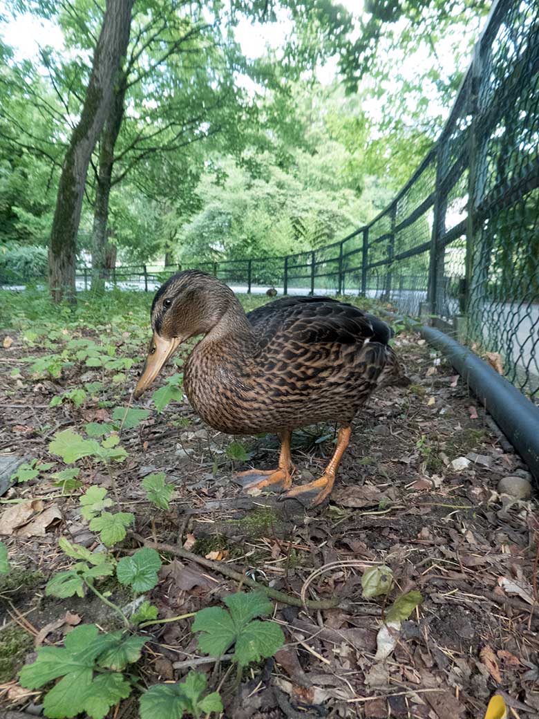 Stockente am 16. August 2019 auf dem Areal oberhalb des großen Teichs im Wuppertaler Zoo