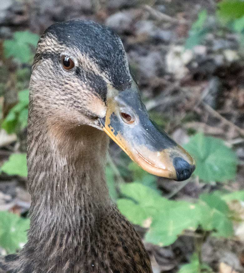 Stockente am 16. August 2019 auf dem Areal oberhalb des großen Teichs im Zoo Wuppertal