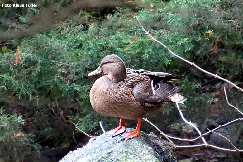 Stockente am 11. November 2019 im Zoologischen Garten Wuppertal (Foto Klaus Tüller)