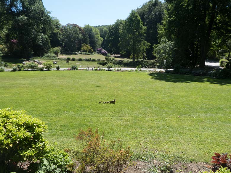 Stockente mit sechs Küken am 1. Juni 2020 auf dem Blumenrondell im Zoologischen Garten Wuppertal