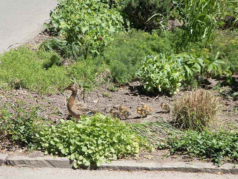 Stockente mit sechs Küken am 1. Juni 2020 auf dem Blumenrondell im Zoo Wuppertal