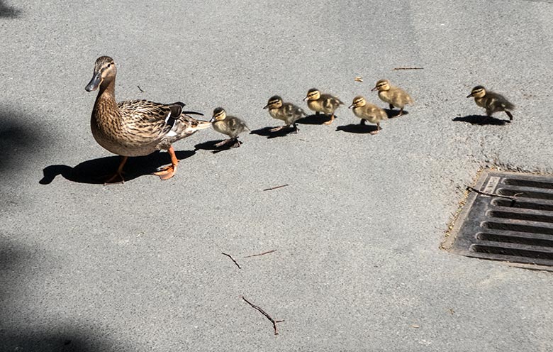 Stockente mit sechs Küken am 1. Juni 2020 auf dem Blumenrondell im Wuppertaler Zoo