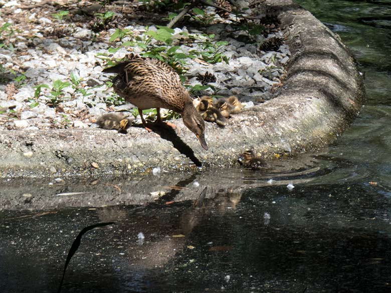 Stockente mit sechs Küken am 1. Juni 2020 auf dem Blumenrondell im Zoologischen Garten der Stadt Wuppertal