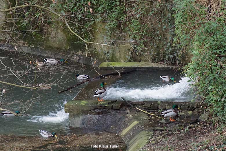 Stockenten am 17. März 2021 am Zufluss des Großen Teichs im Grünen Zoo Wuppertal (Foto Klaus Tüller)