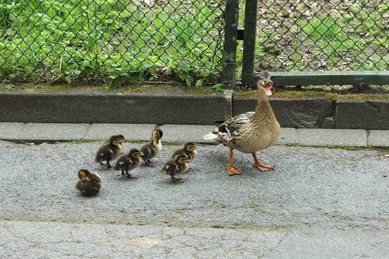 Weibliche Stockente mit sieben Küken auf einem Besucherweg am 25. Juni 2021 im Grünen Zoo Wuppertal