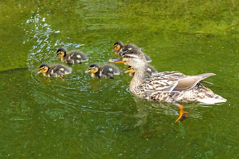 Weibliche Stockente mit Küken am 25. Juni 2021 im Wasser der linken Außenanlage unterhalb des Vogel-Hauses im Zoologischen Garten Wuppertal