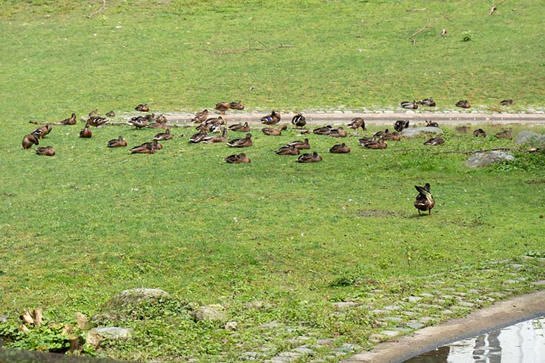 Stockenten am 6. August 2021 auf der Yak-Außenanlage im Grünen Zoo Wuppertal