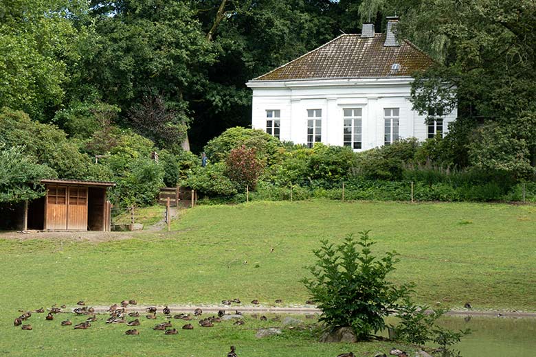 Stockenten am 6. August 2021 auf der Yak-Außenanlage im Wuppertaler Zoo