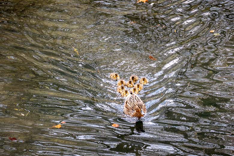 Weibliche Stockente mit neun Küken am 11. April 2023 auf dem Großen Teich im Grünen Zoo Wuppertal