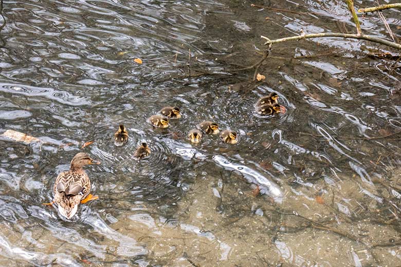 Weibliche Stockente mit neun Küken am 11. April 2023 auf dem Großen Teich im Wuppertaler Zoo