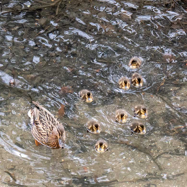 Weibliche Stockente mit neun Küken am 11. April 2023 auf dem Großen Teich im Grünen Zoo Wuppertal