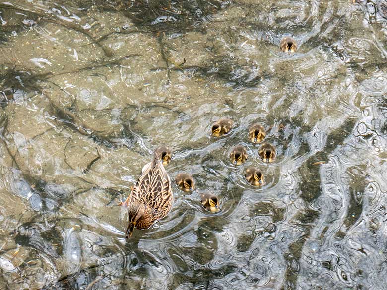 Weibliche Stockente mit neun Küken am 11. April 2023 auf dem Großen Teich im Zoologischen Garten Wuppertal