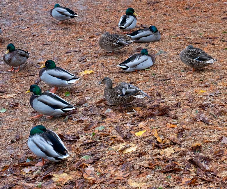 Stockenten auf abgefallenen Nadeln von Urweltmammutbäumen am 26. November 2023 am Kleinen Ententeich im Grünen Zoo Wuppertal