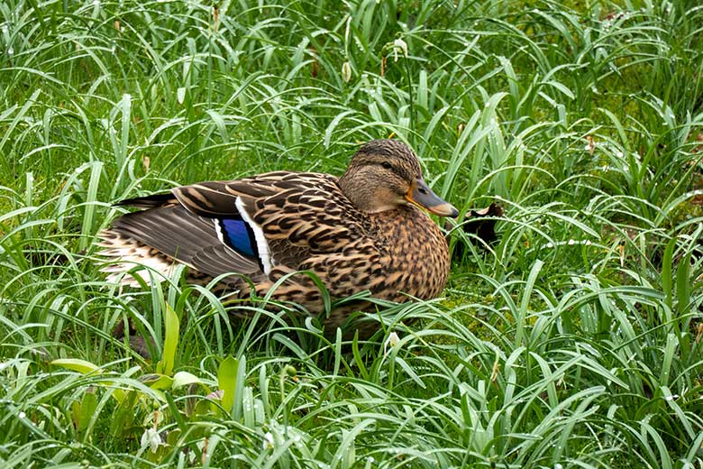 Weibliche Stockente am 12. März 2024 am Kleinen Teich für Wassergeflügel im Wuppertaler Zoo