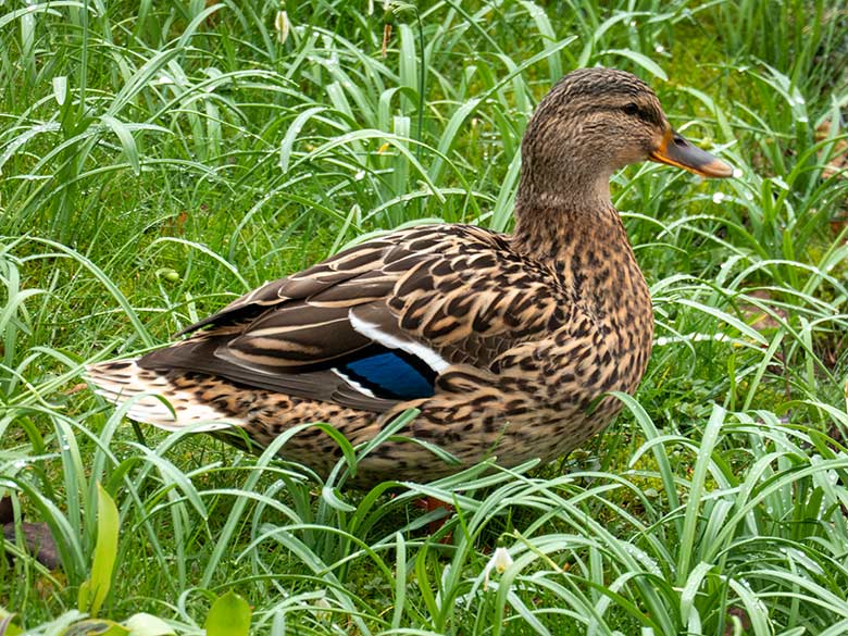 Weibliche Stockente am 12. März 2024 am Kleinen Teich für Wassergeflügel im Grünen Zoo Wuppertal