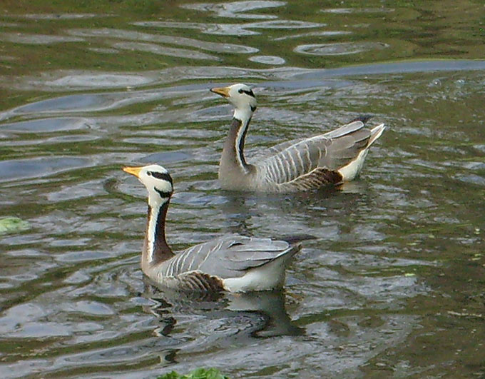 Streifengänse im Zoo Wuppertal im April 2008