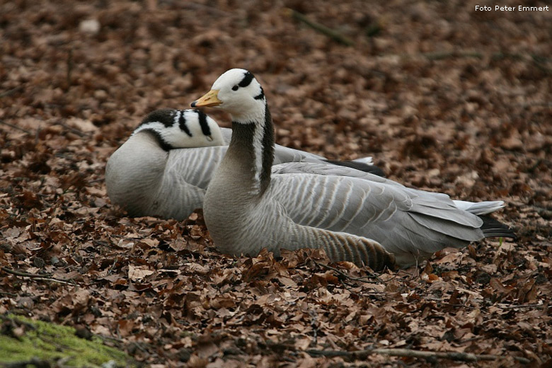 Streifengänse im Wuppertaler Zoo im April 2008 (Foto Peter Emmert)