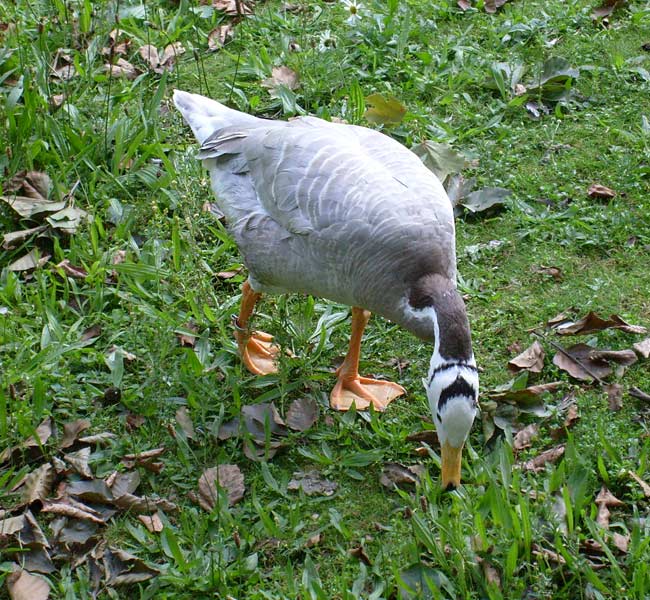 Streifengans im Zoologischen Garten Wuppertal im Juli 2008