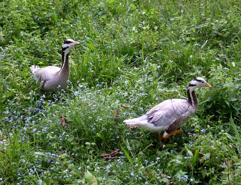 Streifengänse im Zoo Wuppertal im Juli 2008