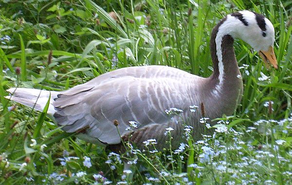 Streifengans im Wuppertaler Zoo im Juli 2008