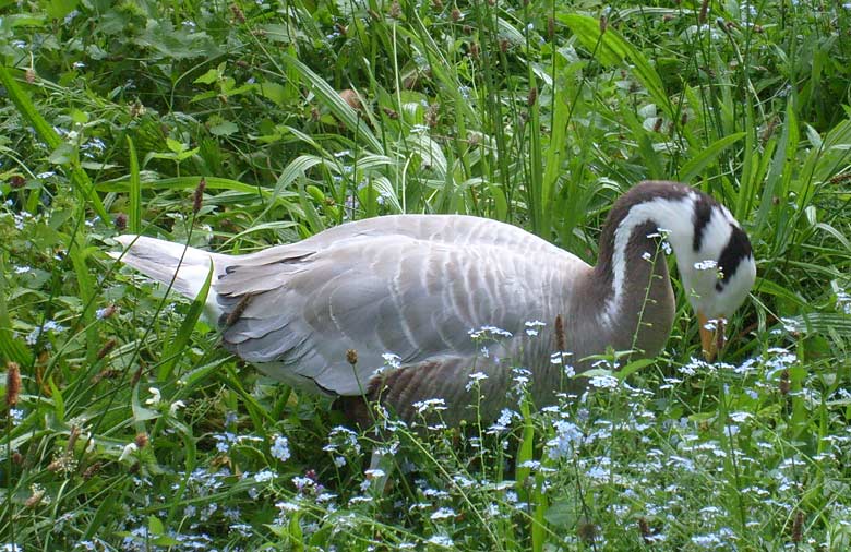 Streifengans im Wuppertaler Zoo im Juli 2008