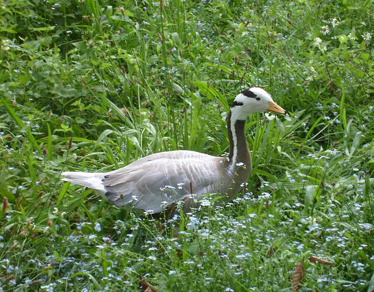 Streifengans im Zoologischen Garten Wuppertal im Juli 2008