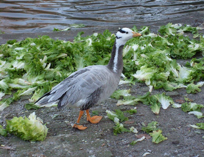 Streifengans im Wuppertaler Zoo im Dezember 2008