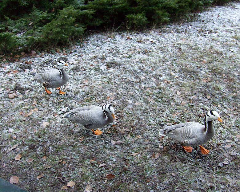 Streifengänse im Wuppertaler Zoo im Januar 2009