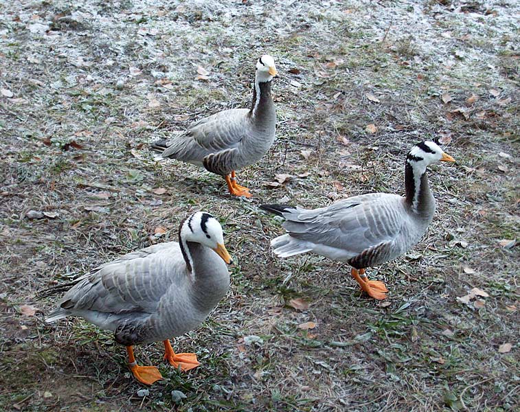 Streifengänse im Zoologischen Garten Wuppertal im Januar 2009