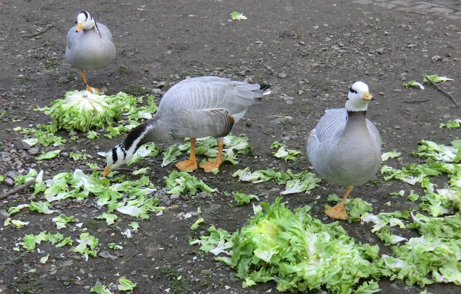 Streifengänse im Zoo Wuppertal im März 2014