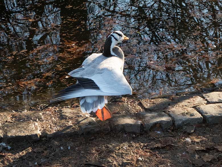 Streifengans am 17. November 2018 am Teich in der Nähe des Blumenrondells im Zoo Wuppertal