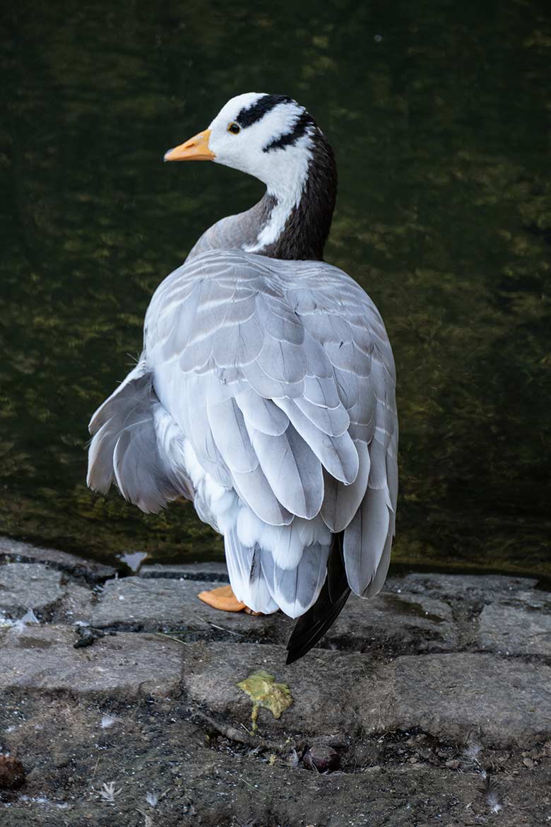 Streifengans am 17. September 2020 am Teich für Wassergeflügel in der Nähe des Blumen-Rondells im Wuppertaler Zoo