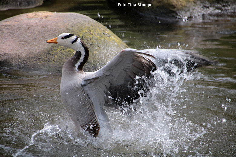 Streifengans auf dem Wasser am 14. April 2024 am kleinen Ententeich im Grünen Zoo Wuppertal (Foto Tina Stumpe)