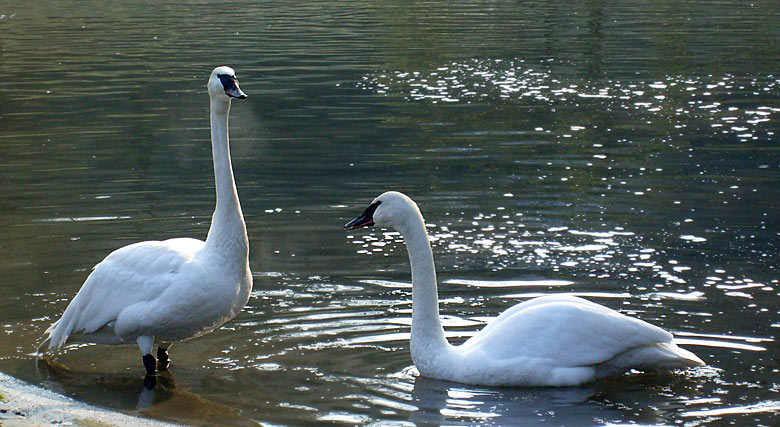Trompeterschwan im Zoo Wuppertal im April 2008