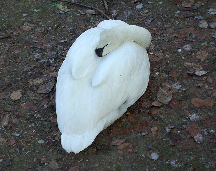 Trompeterschwan im Zoo Wuppertal im Januar 2009