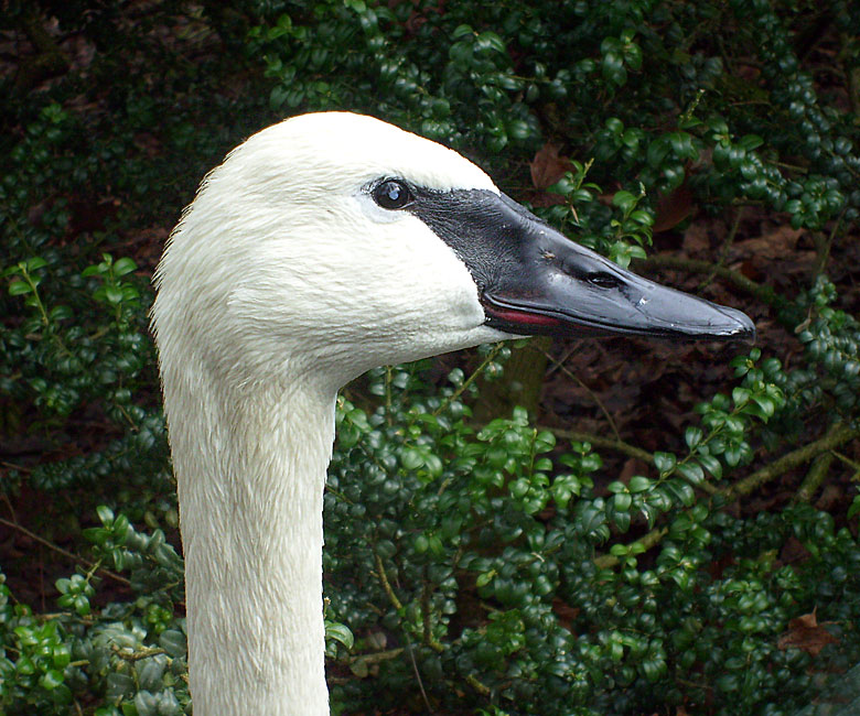 Trompeterschwan im Wuppertaler Zoo im März 2009