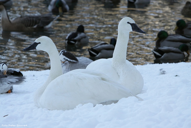 Trompeterschwan im Schnee im Wuppertaler Zoo im Januar 2009 (Foto Peter Emmert)