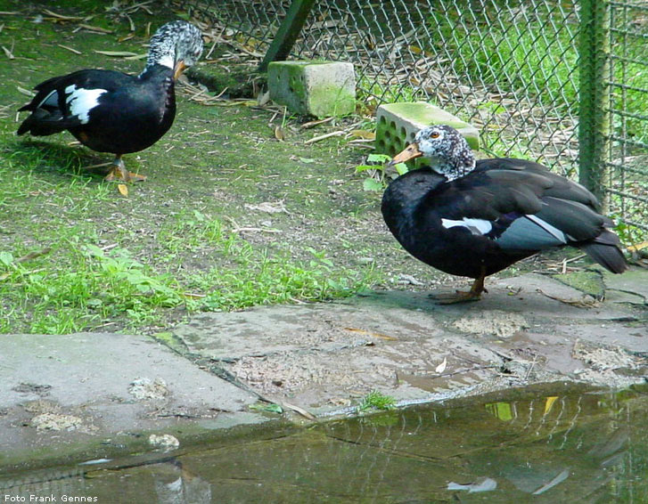 Weißflügelente im Zoologischen Garten Wuppertal im Juni 2004 (Foto Frank Gennes)