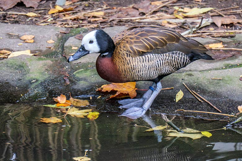 Witwenpfeifgans am 1. November 2020 auf der Anlage für Wassergeflügel unterhalb des Vogel-Hauses im Zoologischen Garten Wuppertal